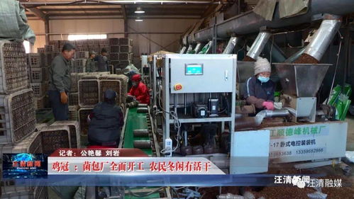 雞冠菌包廠全面開工，網絡工程賦能，農民冬閑有活干